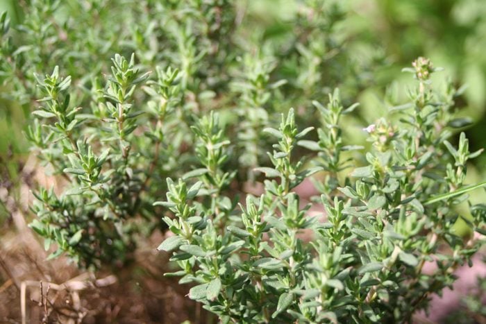 Close-up image of thyme plants in a garden