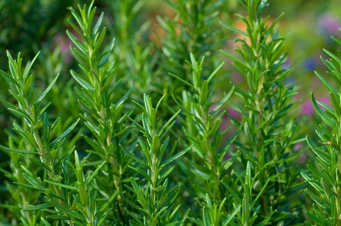 close up of rosemary growing outside