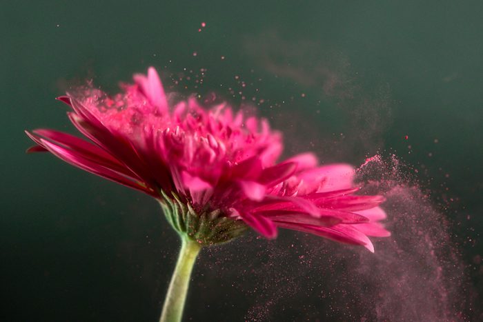 pollen coming from a pink Gerbera flower