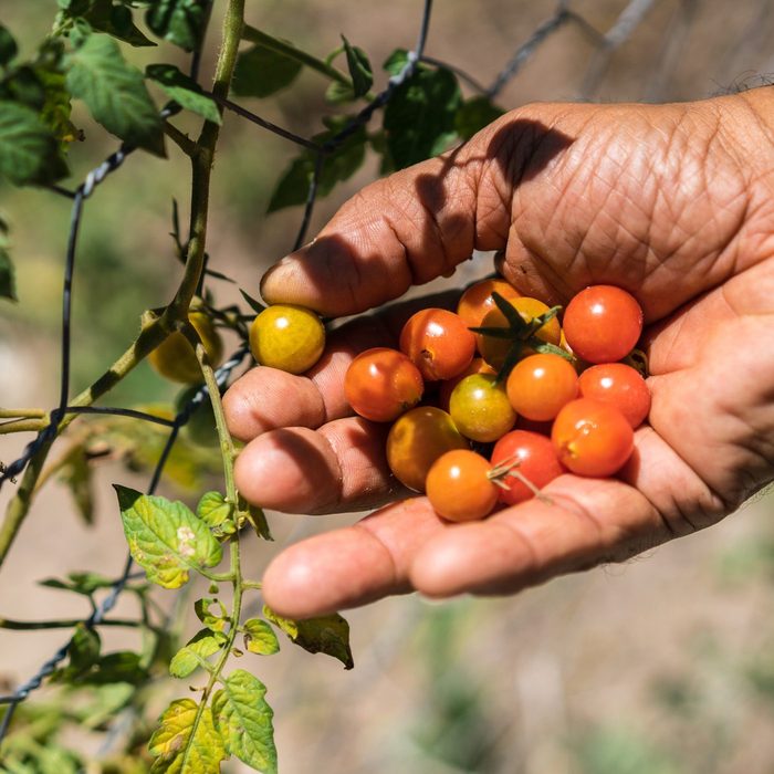 Farmer harvesting tomatoes