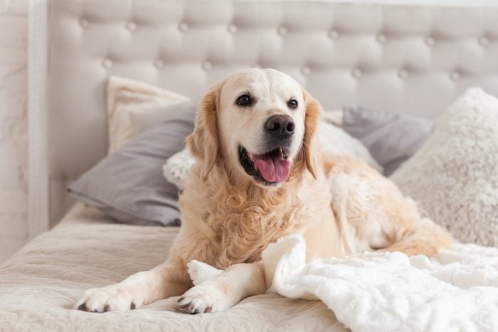 Happy smiling golden retriever puppy dog in luxurious bright colors classic eclectic style bedroom with king-size bed and bedside table. Pets friendly hotel or home room.