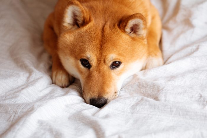Japanese Shiba Inu dog on the bed at home