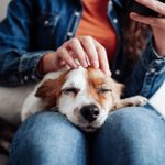 How to Massage Your Dog, According to Certified Dog Massage Therapists [With Instructional Video]