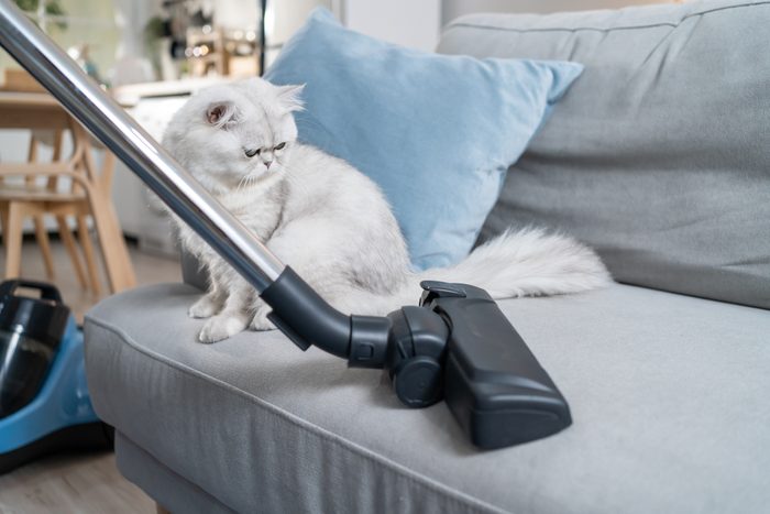 Close up hands of woman vacuuming dust and fur on sofa from little cat. Attractive beautiful female using vacuum cleaning, doing housework and chores in living room and enjoy her pet animal at home.