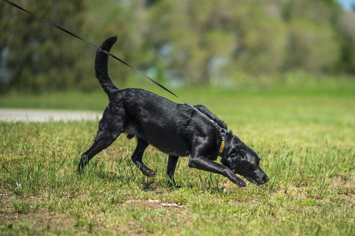 Black Labrador retriever scent tracking in an open field