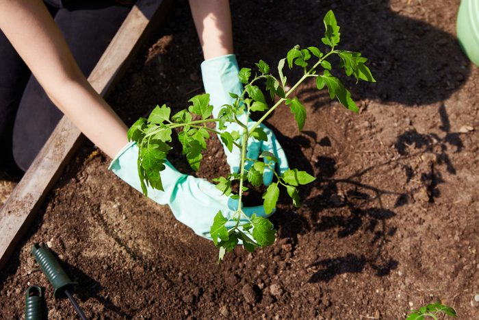 The hands of a young woman in gloves plant a young plant in the soil. Planting tomato seedlings in the soil.