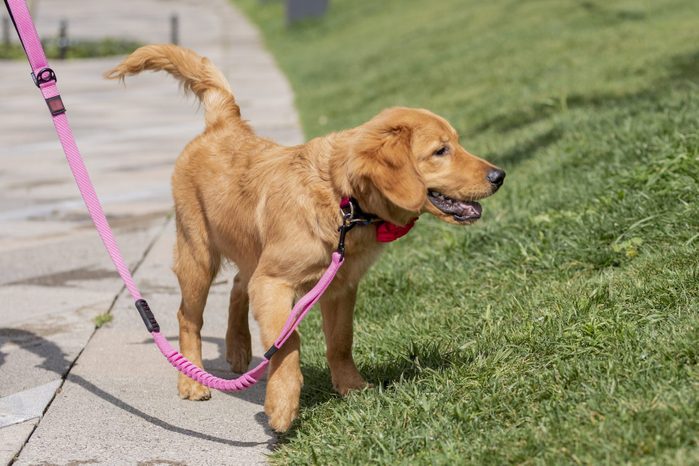 Golden Retriever puppy being walked on his leash in the park, with copy space