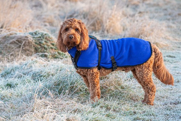 A Red Cockapoo Dog Standing Attentively During An Outdoor Portrait Session In A Frosty Field