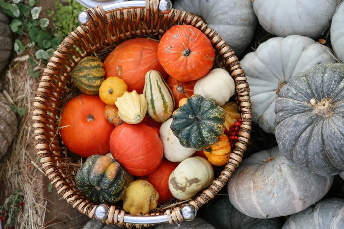 Colorful And Various Shapes Organic Pumpkins At The Farm Market