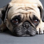 The 9 Best Dog Breeds That Help With Anxiety, According to Animal Experts