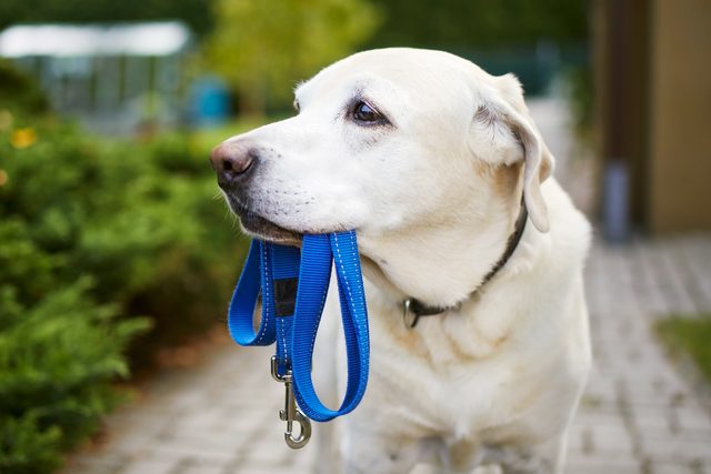old yellow lab dog holding a blue leash waiting for a walk