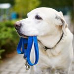 Vets Share Their 5 Best Tips for Safer Dog Walks—and 5 Things Never to Do