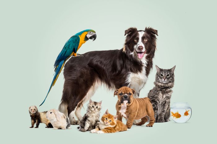 variety of pets on a green background