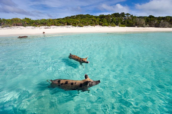 Pigs swimming in the sea in Exuma