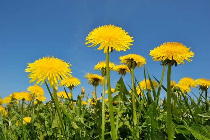 a blue sky on a sunny day with a field of dandelions in the foreground for making dandelion tea