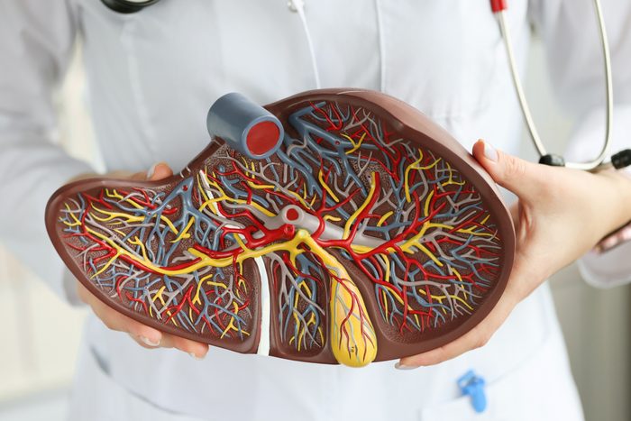 scale model of a liver