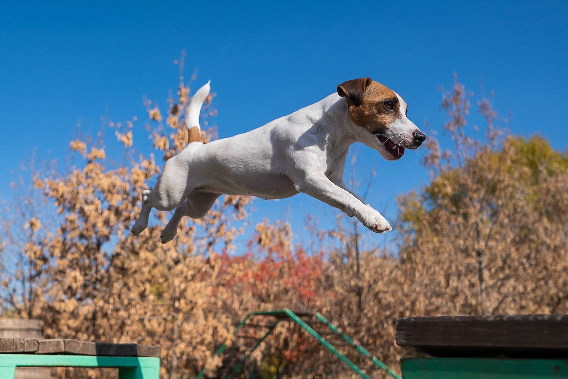 Jack Russell Terrier dog jumping from one wooden bench to another in the dog playground.