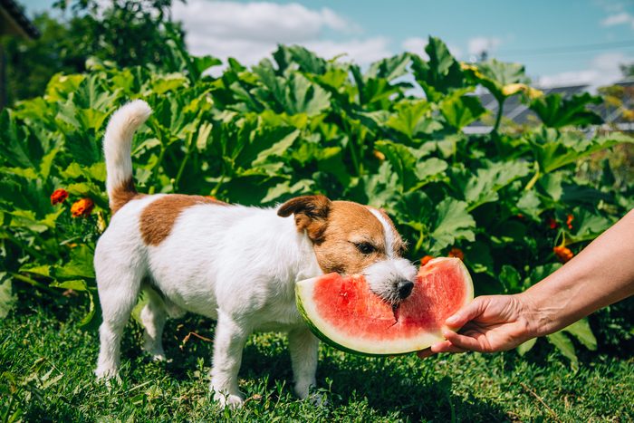 cut jack Russel dog eating a slice of Watermelon outside in the summer