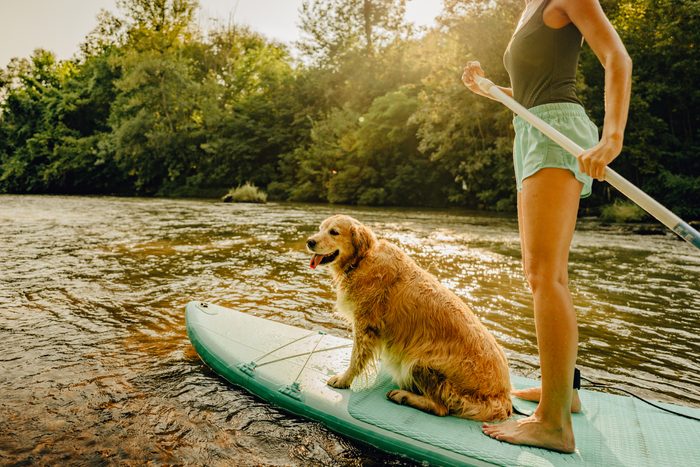 golden retriever on a paddle board