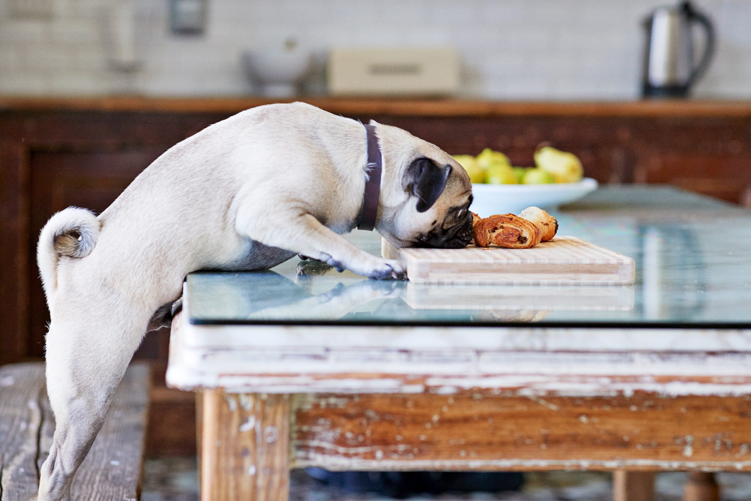 A List of Foods Dogs Can't Eat—and How to React If They Do, from Experts