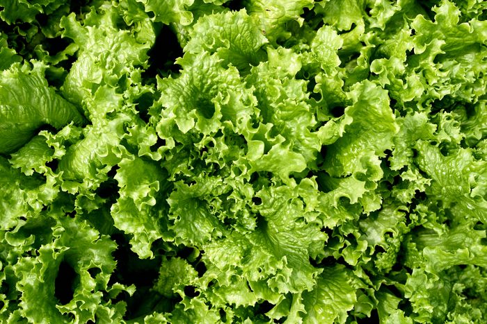 Background of green lettuce leaves. Top view