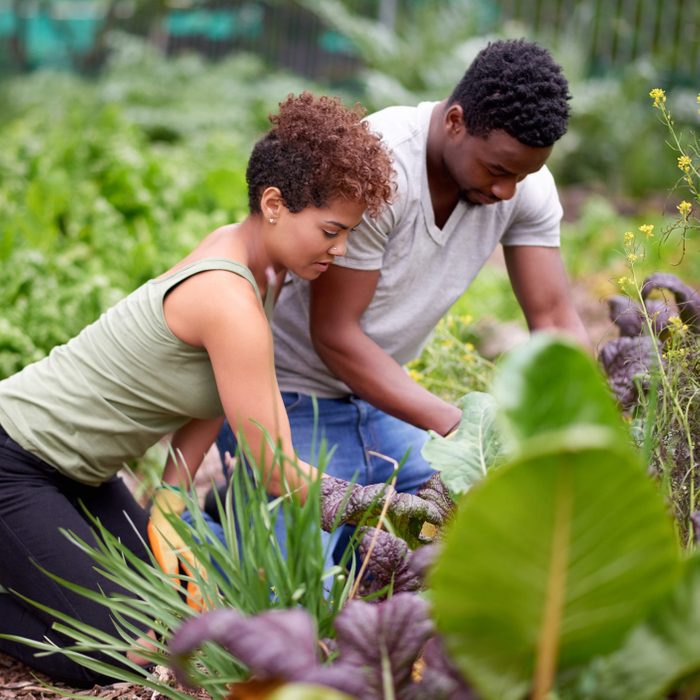 young couple working in a vegetable garden