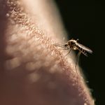 How to Avoid Mosquito Bites: The 6 Most Effective Products in 2023, According to Reviews