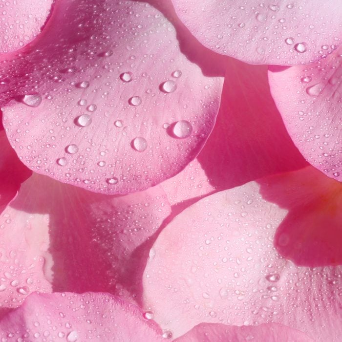 dew drops on pink flower petals