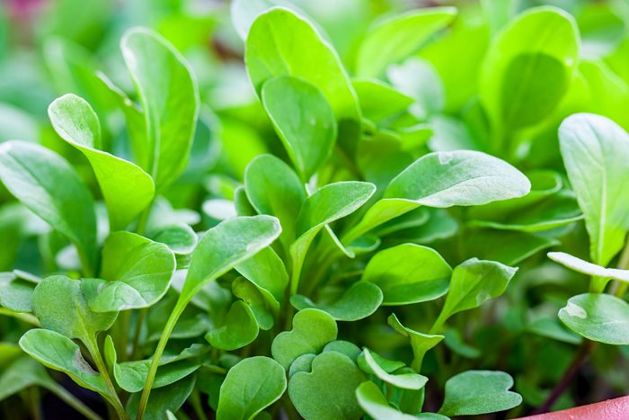 watercress is the healthiest vegetable