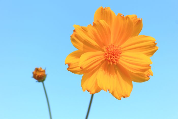 Cosmos flower against blue background