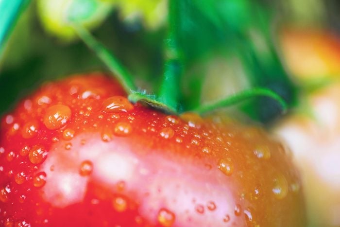 ripe tomato with water droplets up close growing on a vine