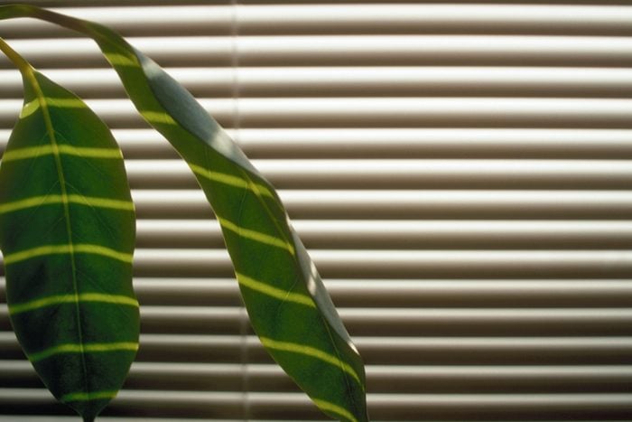 dark bedroom with close up of blinds and plant leaves with sunlight coming through slightly forming patterns on the leaves
