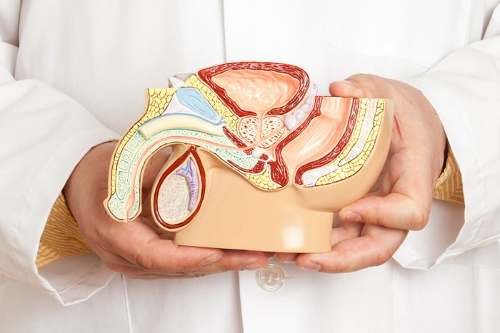 hands of a doctor holding a model showing the anatomy of the pelvis and testis